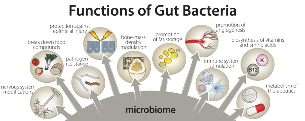 How Your Gut Microbiome Can Affect Your Health - HER'OLOGY