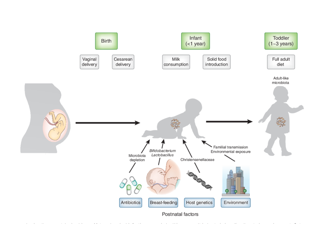 How your baby acquires her gut microbiota.