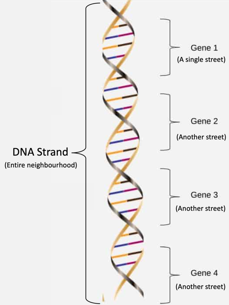 DNA and genes are in every single cell of your body.