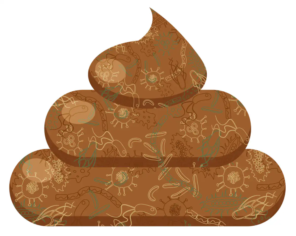 Your poop contains mostly microbes from your gut microbiota.