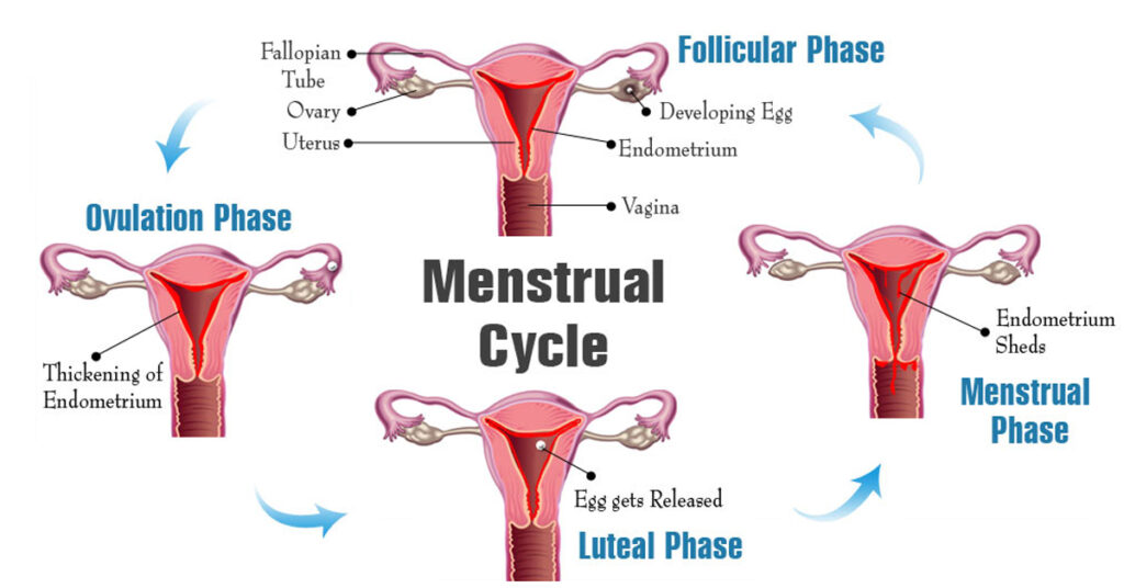 A woman's monthly menstrual cycle.